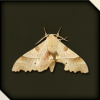 蛾画像