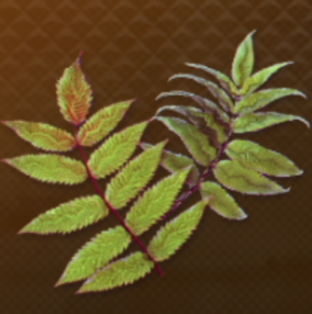 上物ハーブ画像