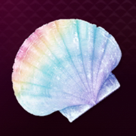 きれいな貝殻画像