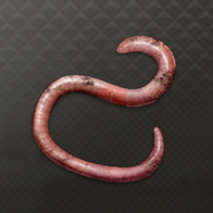 ミミズ画像