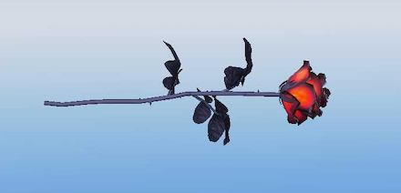 紅炎の薔薇画像