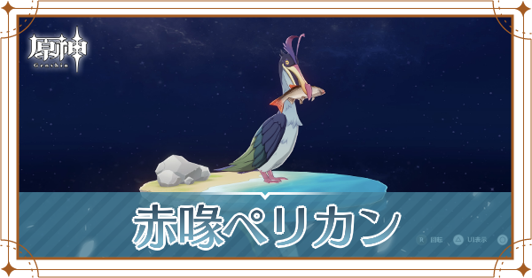 赤喙ペリカンの入手場所と使い道