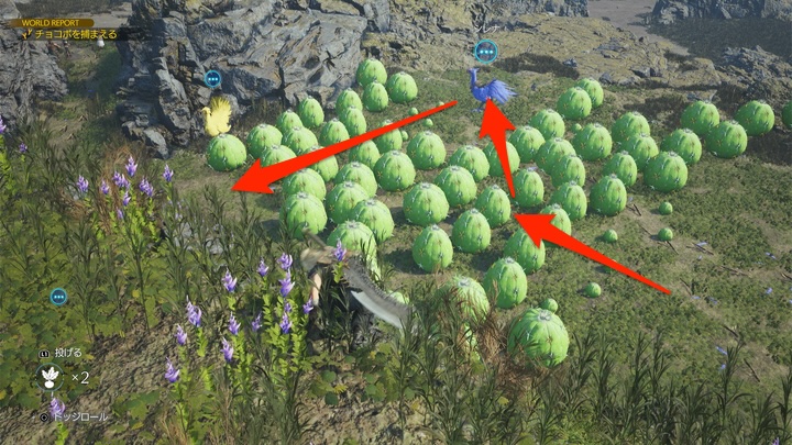 海チョコボ捕獲5密集地帯の誘導ルート