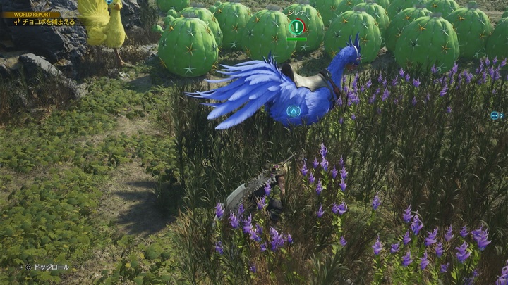 海チョコボを誘導している画像