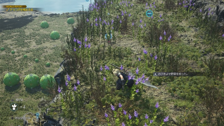 海チョコボ捕獲2野菜を回収