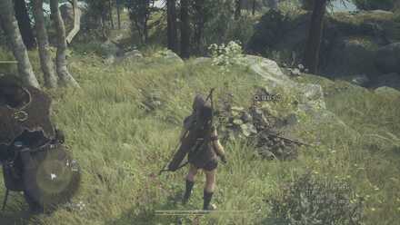 ガライモの見た目