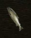 腐りかけのイソベウオ画像