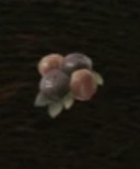 腐りかけのクランベリー画像