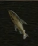 腐ったアラナミウオ画像