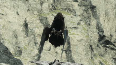 ヴェニンハーピー画像