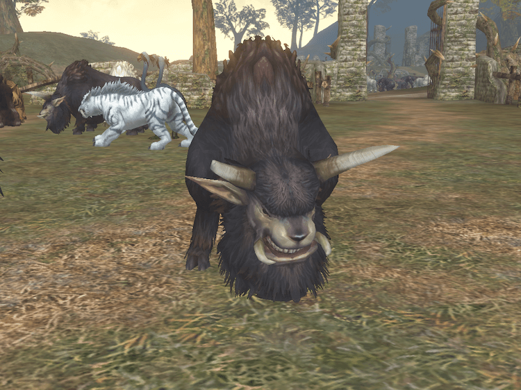 ブラック バッファロー