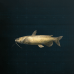 アメリカナマズ画像