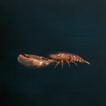 ロブスター画像