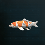 ニシキゴイ画像