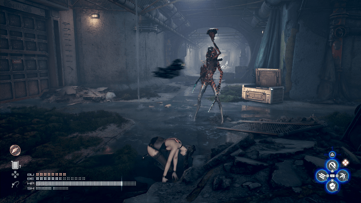 クリケットブッチャーの出現場所