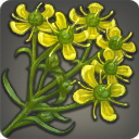 ヘンルーダの画像