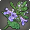 ニップルワートの画像