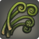 マナゼンマイの画像