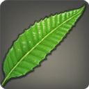 ウキグモソウの画像